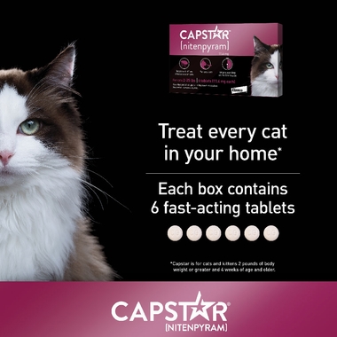 Capstar Blue For Cats And Small Dogs 2 - 25 Lbs 6 Tablet