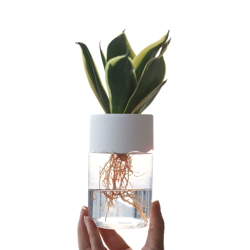 Transparent Desktop Hydroponic Planter for Indoor Use