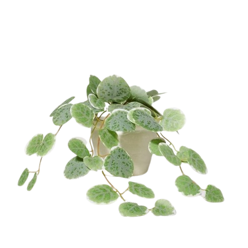 Mini Faux Variegated String Of Hearts Plant