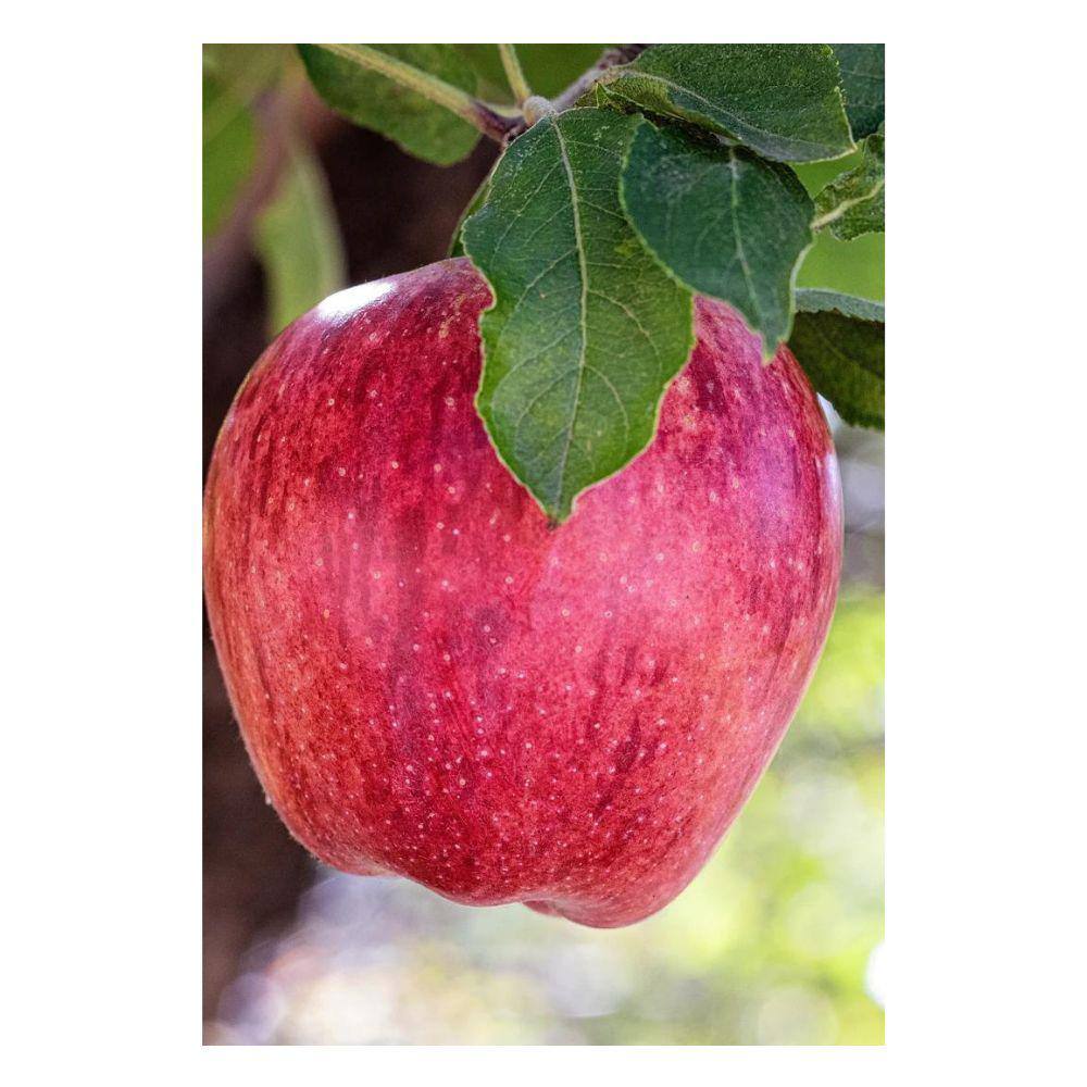 7 Gal. Red Delicious Apple Tree APPRED07G