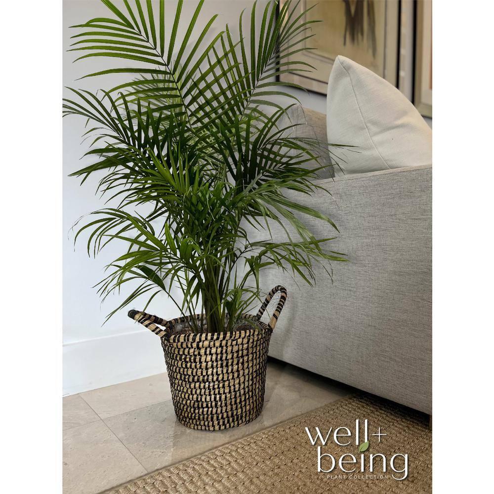 NATURE'S?WAY FARMS Majesty Palm Live Indoor Plant in Growers Pot Avg Shipping Height 2 ft. to 3 ft. Tall 5321