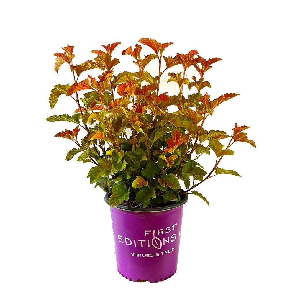 FIRST EDITIONS 2 Gal. Amber Jubilee Ninebark (Physocarpus) Live Shrub with White Flowers O58412F