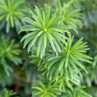 SOUTHERN LIVING 2 Gal. Plum Yew Yewtopia Live Evergreen Shrub Dark Green Needled Foliage 08072