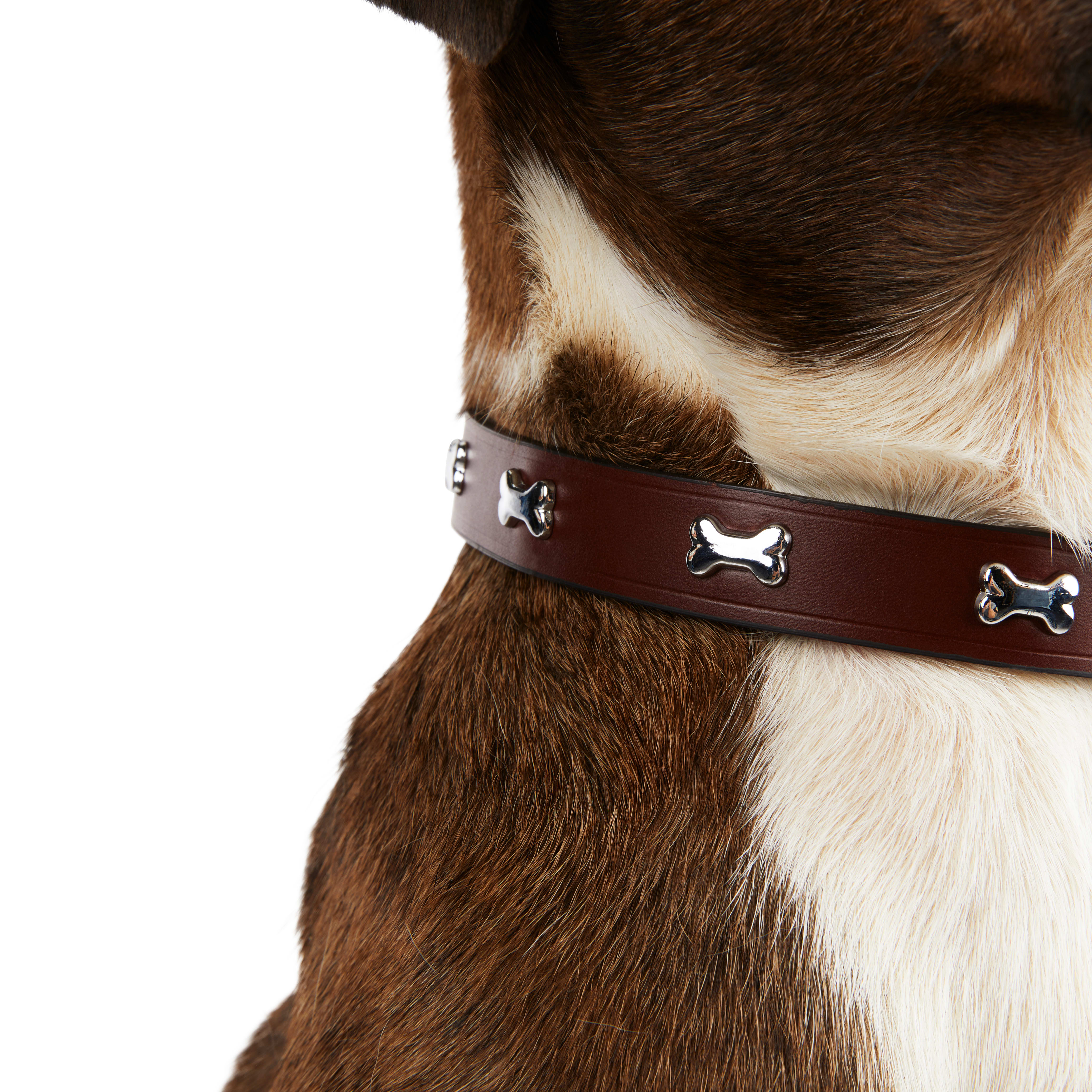 YOULY The Rebel Brown Leather Bone Stud Dog Collar， Medium