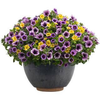 PROVEN WINNERS 4.25 in. Eco+Grande Superbells Blue Moon Punch (Calibrachoa) Live Plant Purple and Yellow Flowers (4-Pack) BELPRW3097504