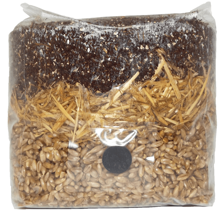 Manure Based All in One Mushroom Grow Bag : 1 Bag