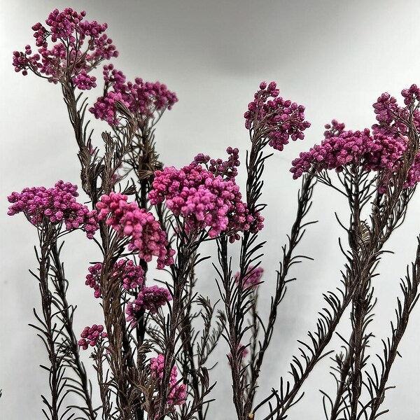 Bundle of 4 Preserved Millet ，Rice Flower