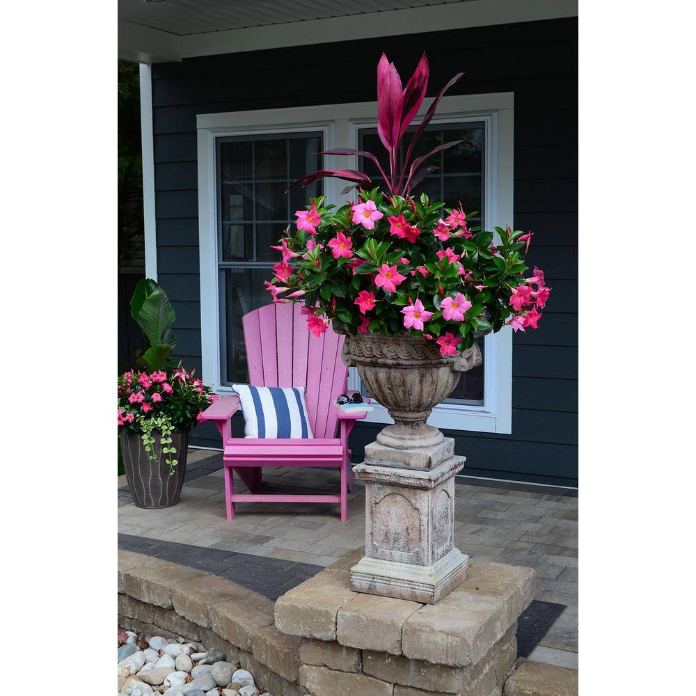 Rio 2 Qt. Dipladenia Flowering Annual Shrub with Pink Blooms 1004124256