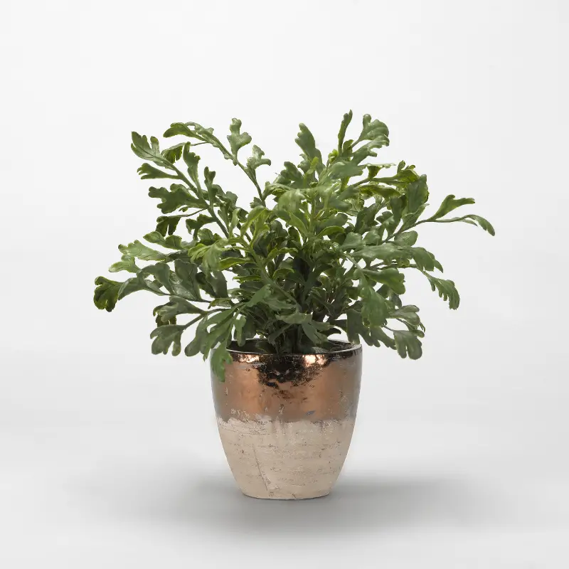 Faux Green Hare's Foot Fern in Rustic Ceramic Planter