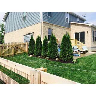 BELL NURSERY 7 Gal. Smaragd Emerald Green Arborvitae (1-Pack) THUJA7SGD1PK
