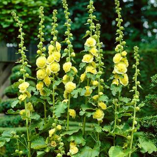 VAN ZYVERDEN Hollyhocks Alcea Rosea Yellow (Set of 5 Roots) 83326