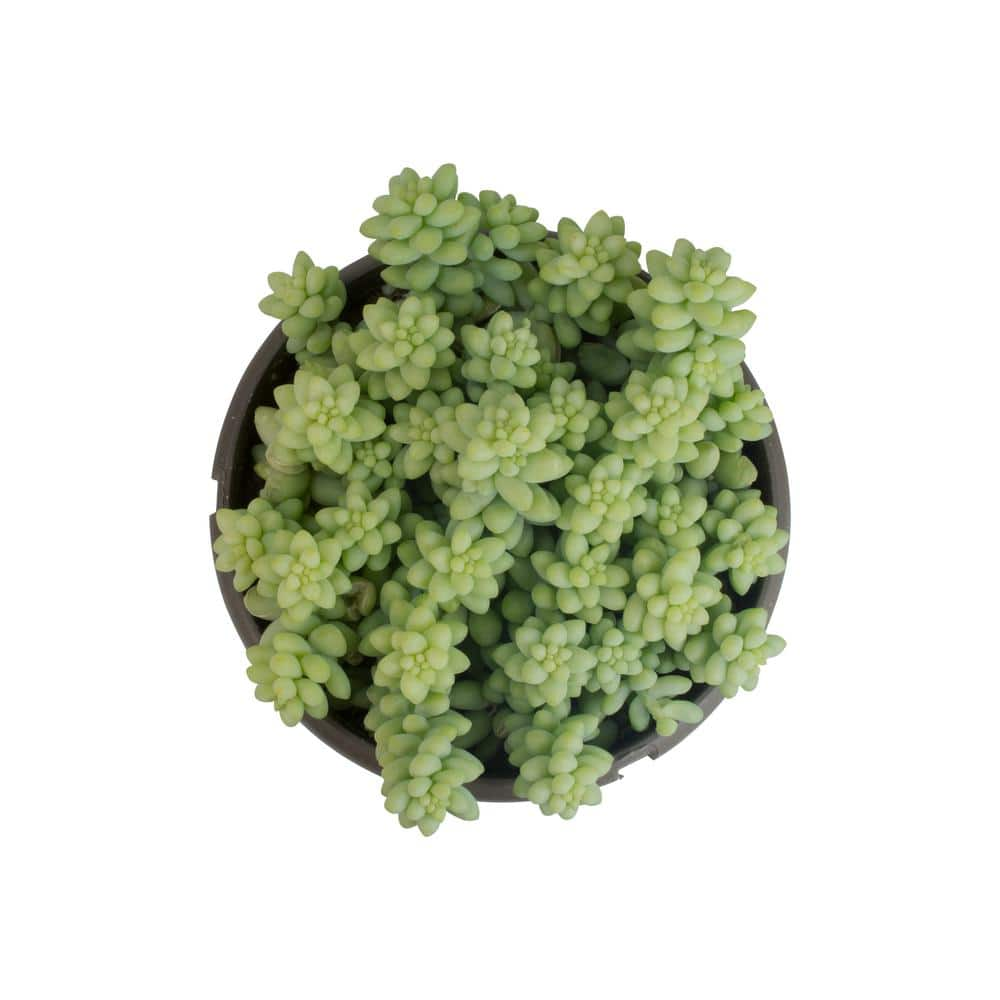 SMART PLANET 6 in. Sedum Burrito Hanging Basket Plant 0880063