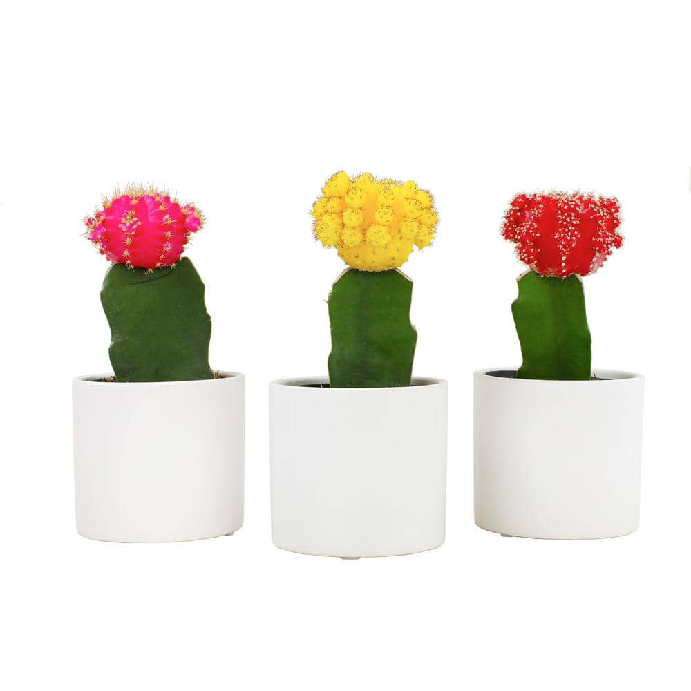 SMART PLANET 2.5 in. Assorted Grafted Cactus 3-Pack in White Glazed Clay Pot 0872545