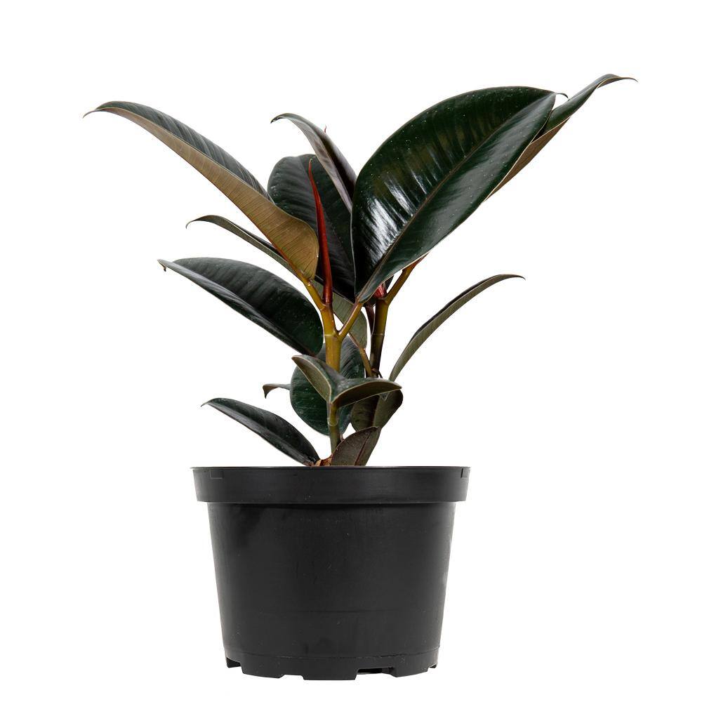 Perfect Plants Rubber Plant Burgundy Ficus Elastica Plant in 6 in. Growers Pot THD00483