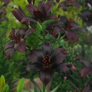 VAN ZYVERDEN Lilies Asiatic Black Charm Bulbs (7-Pack) 11356