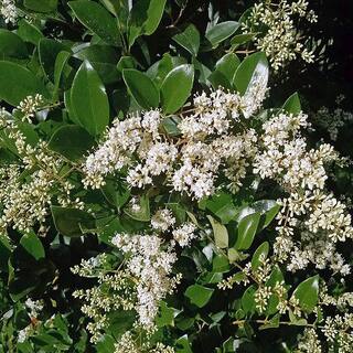 2.25 Gal. Ligustrum Recurvifolium Privet Shrub 14357