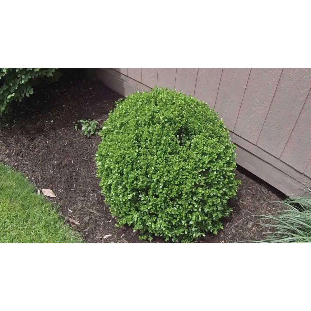 BELL NURSERY 1 Gal. Green Velvet Boxwood (Buxus) Live Evergreen Shrub BUXUS1GRE1PK