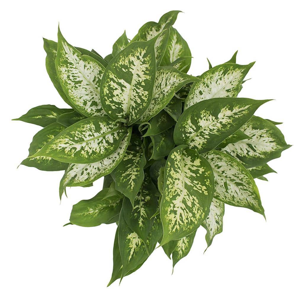 Costa Farms Dieffenbachia Indoor Plant in 6 in. Grower Pot Avg. Shipping Height 1-2 ft. Tall 6EX