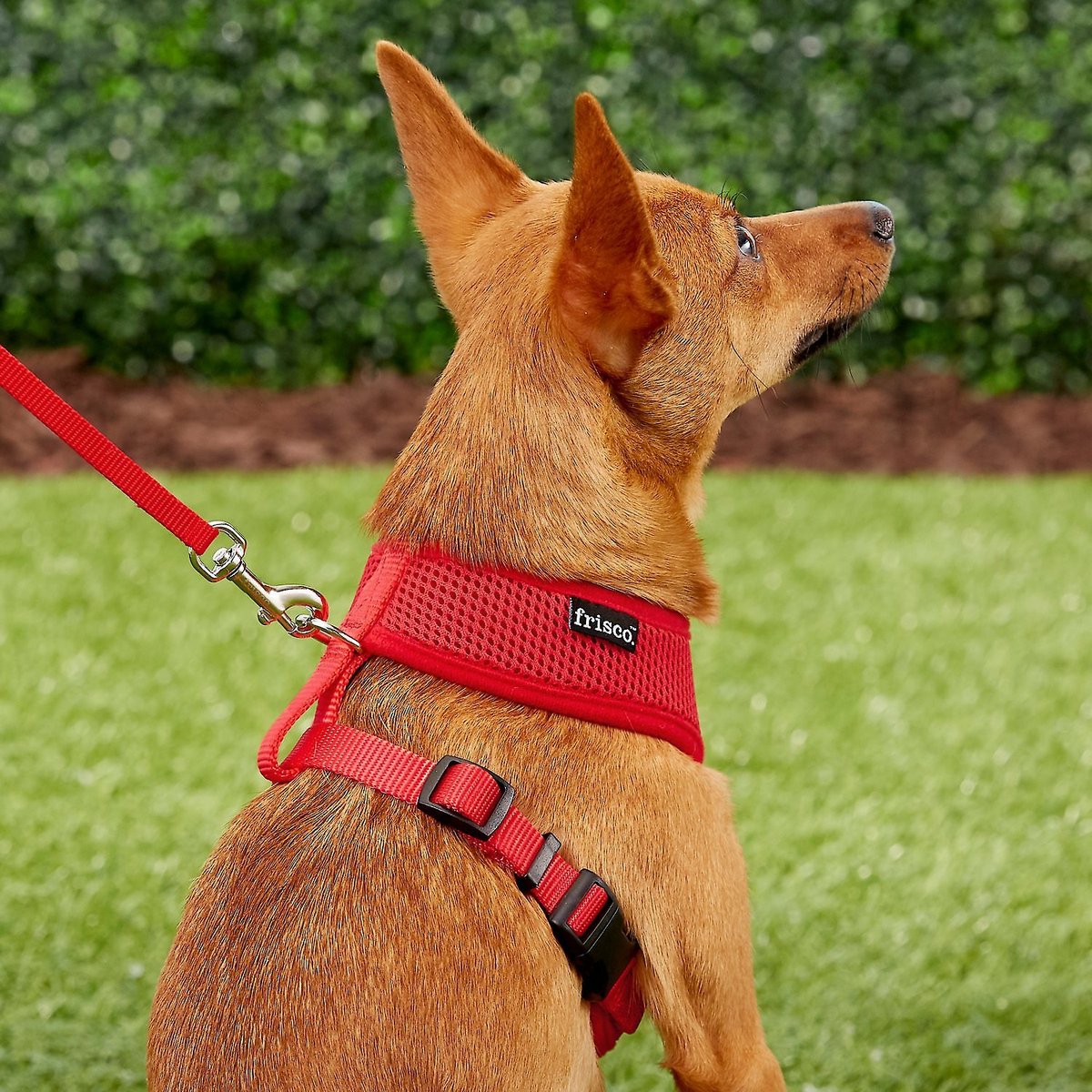 Frisco Small and Medium Breed Soft Mesh Personalized Back Clip Dog Harness