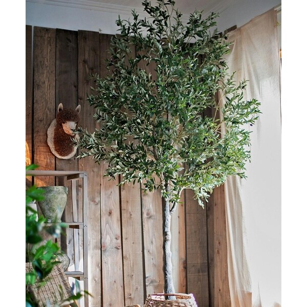 RusticReach Extra Large Tall Olive Tree 118 Tall