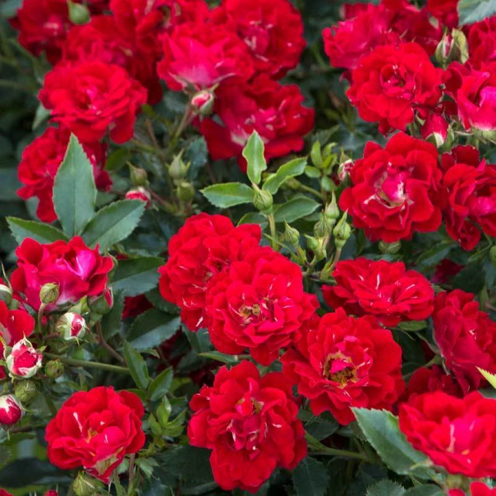 Red Drift Rose