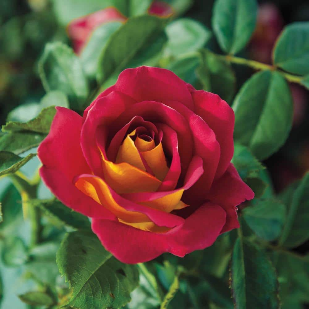 Spring Hill Nurseries 24 in. Tall Ketchup and Mustard Floribunda Tree Rose Live Bareroot Plant with Red and Yellow Colored Flowers (1-Pack) 90065