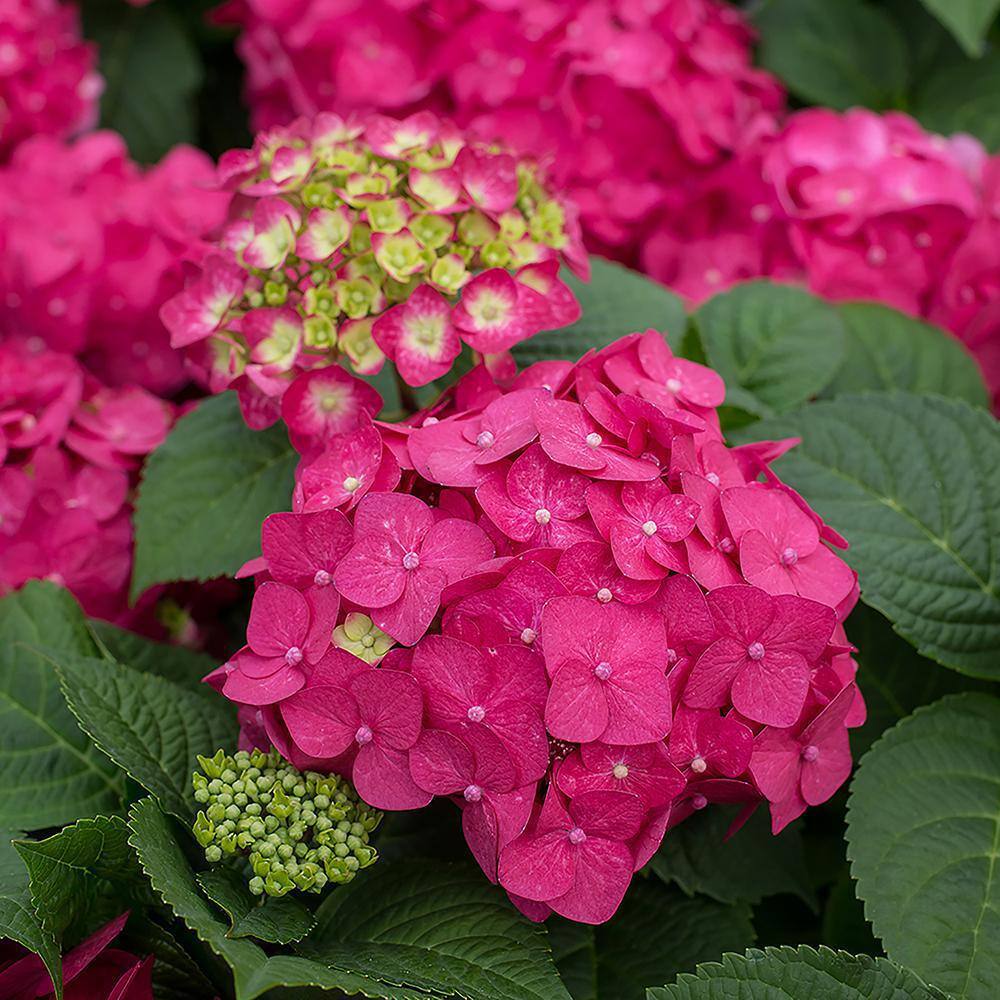 Endless Summer 2 Gal. Summer Crush Hydrangea Flowering Live Shrub with Pink Flowers 14750