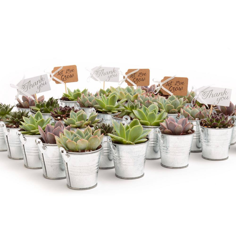 The Succulent Source 2 in. Wedding Event Rosette Succulents Plant with Tin Metal Pails and Let Love Grow Tags (80-Pack) 2-R-T-LLG-80