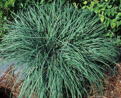 Classy Groundcovers - A collection of popular Sedges: 25 Sedge Bunny Blue  ， 25 Sedge 'Ice Dance'， 25 Blue Sedge