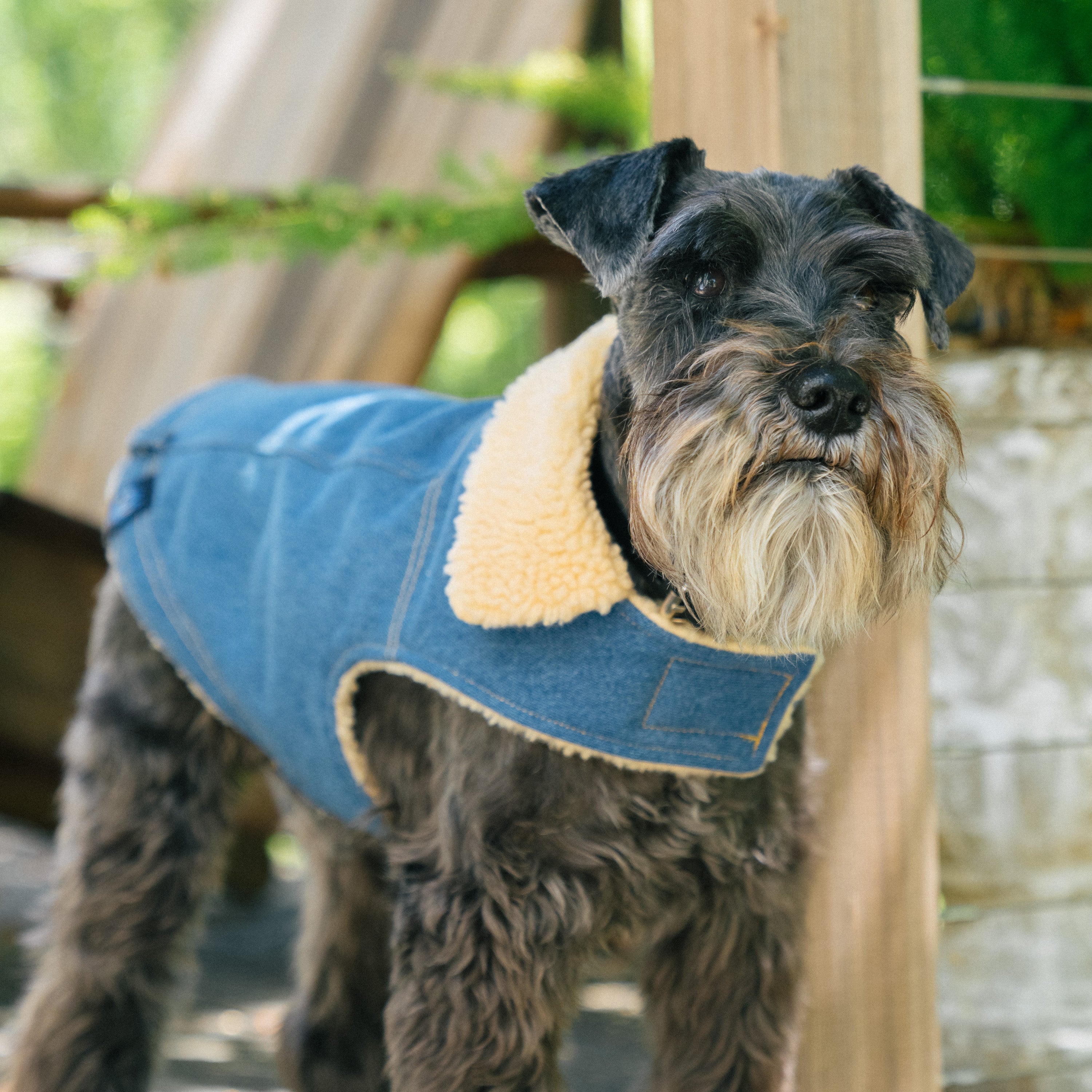 Gap Pet， Dog Clothes， Blue Denim Pet Jacket