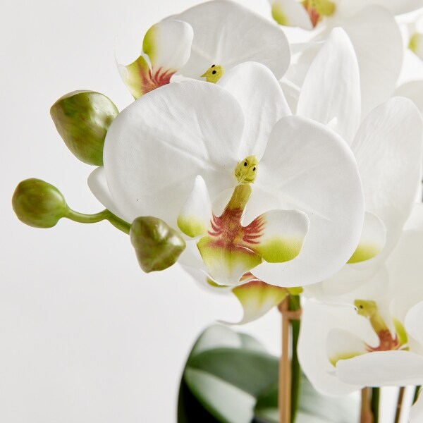 Phalaenopsis Orchid DropIn 23