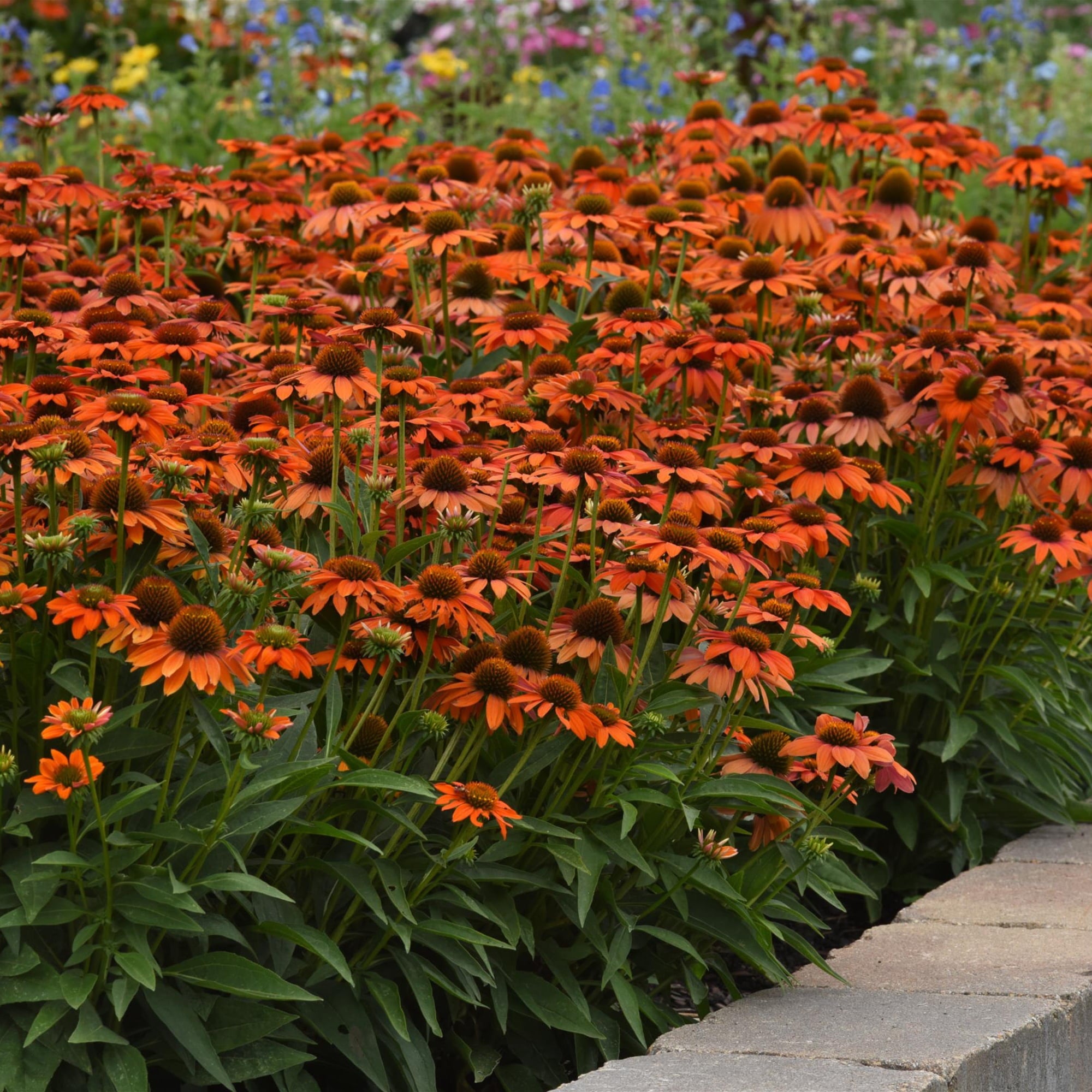 3.25 In. Echinacea Artisan™ coneflowers soft orange plant - 3 Piece