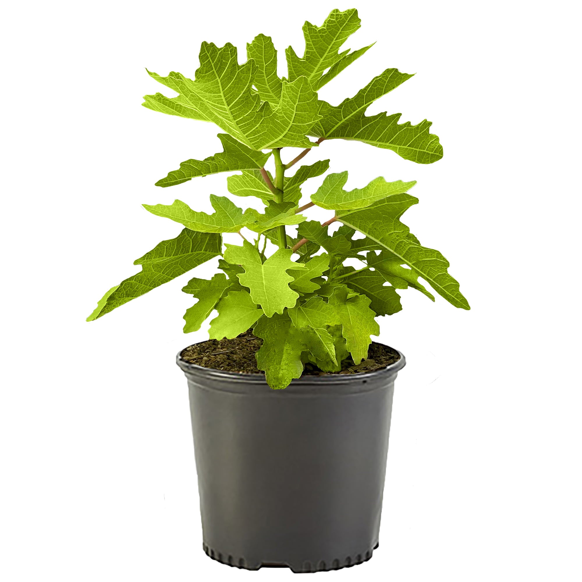 Fig Black Mission Live Shrubs (1 Gallon)