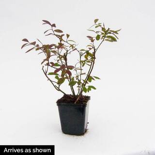 Gurney's 4 in. Pot Echo Blueberry Bush Deciduous Fruit Bearing Starter Plant (1-Pack) 87458