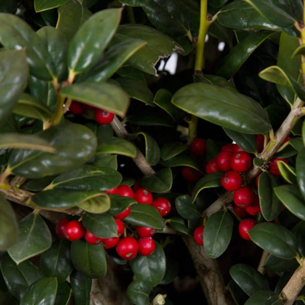 FLOWERWOOD 2.5 Gal - Dwarf Burford Holly(Ilex) Live Evergreen Shrub Glossy Foliage with a Single Spine 30653FL