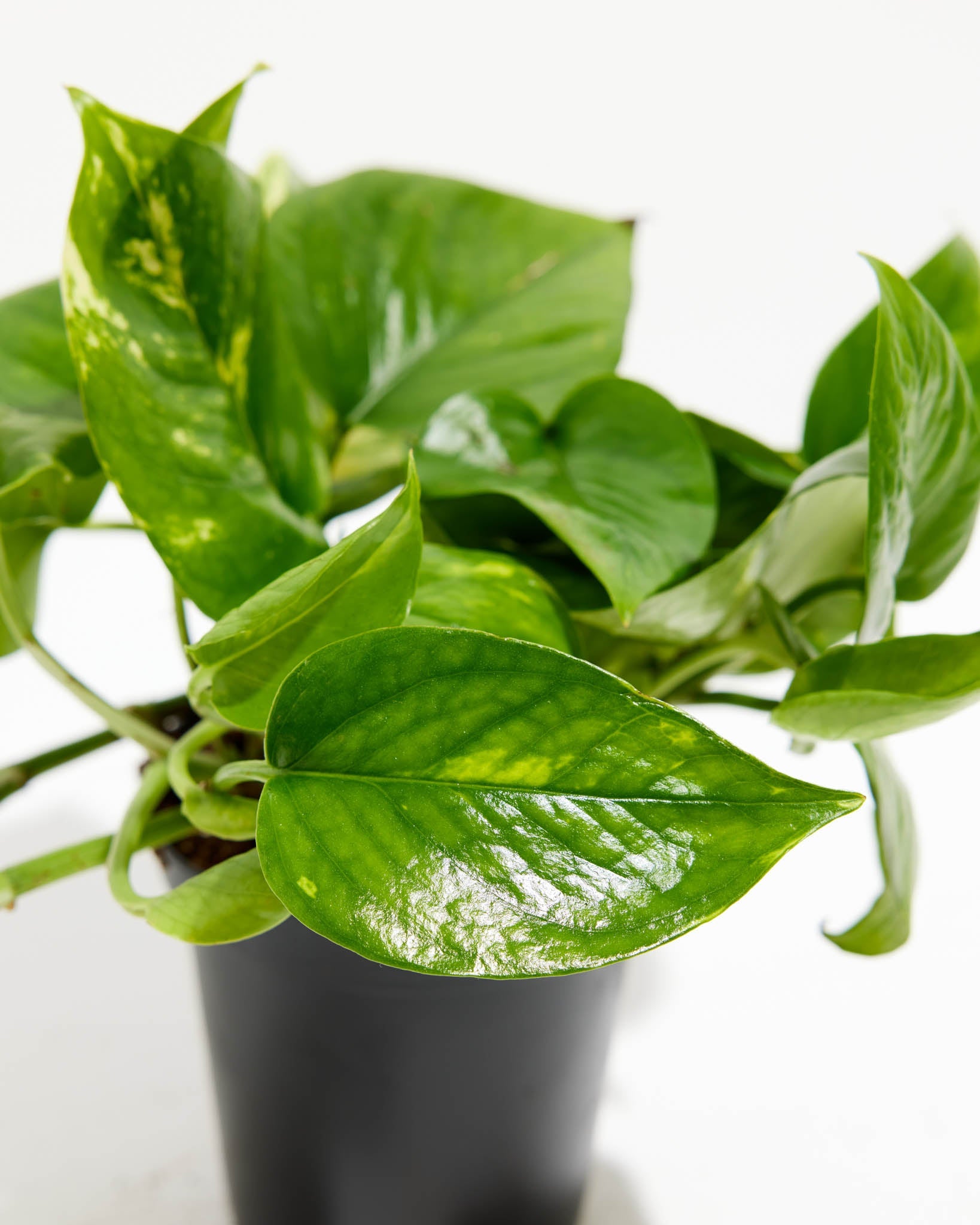 Everyone's Favorite Golden Pothos