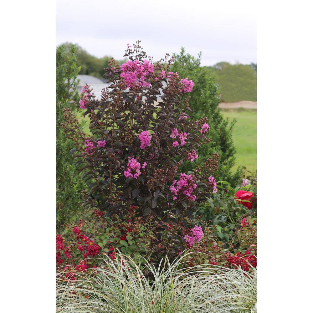 BLACK DIAMOND 2 Gal. Purely Purple Deciduous Crape Myrtle Tree 19057