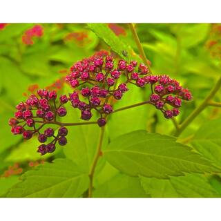 Online Orchards 1 Gal. Goldflame Spirea Shrub Neon Yellow Foliage Clashes Beautifully Against Bright Red Flowers SBSP001