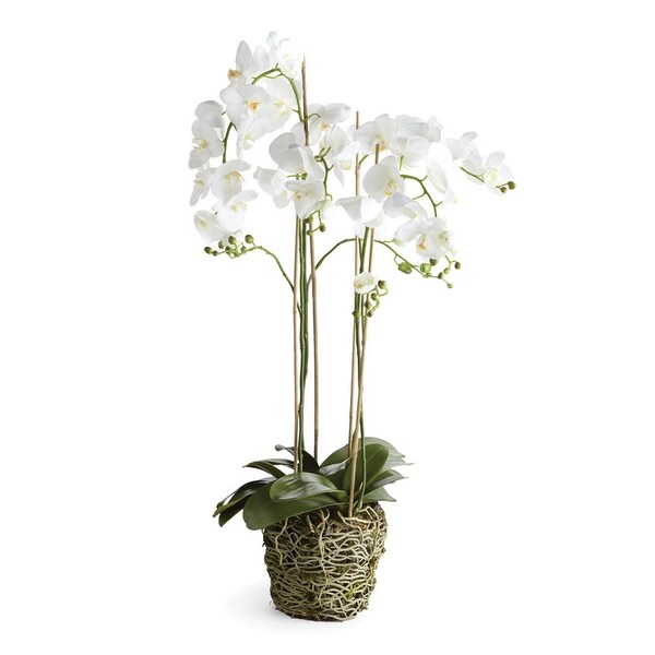 Phalaenopsis Orchid DropIn 44 with Root Ball