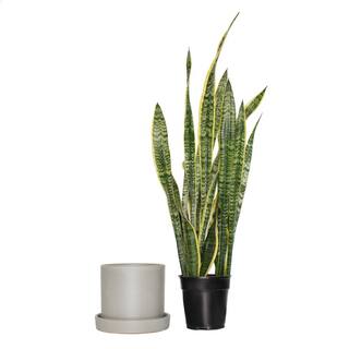 national PLANT NETWORK 6 in. Sanseveria Laurentii Snake Plant in 7 in. Semi Matte Stone Hyde Container HD4700