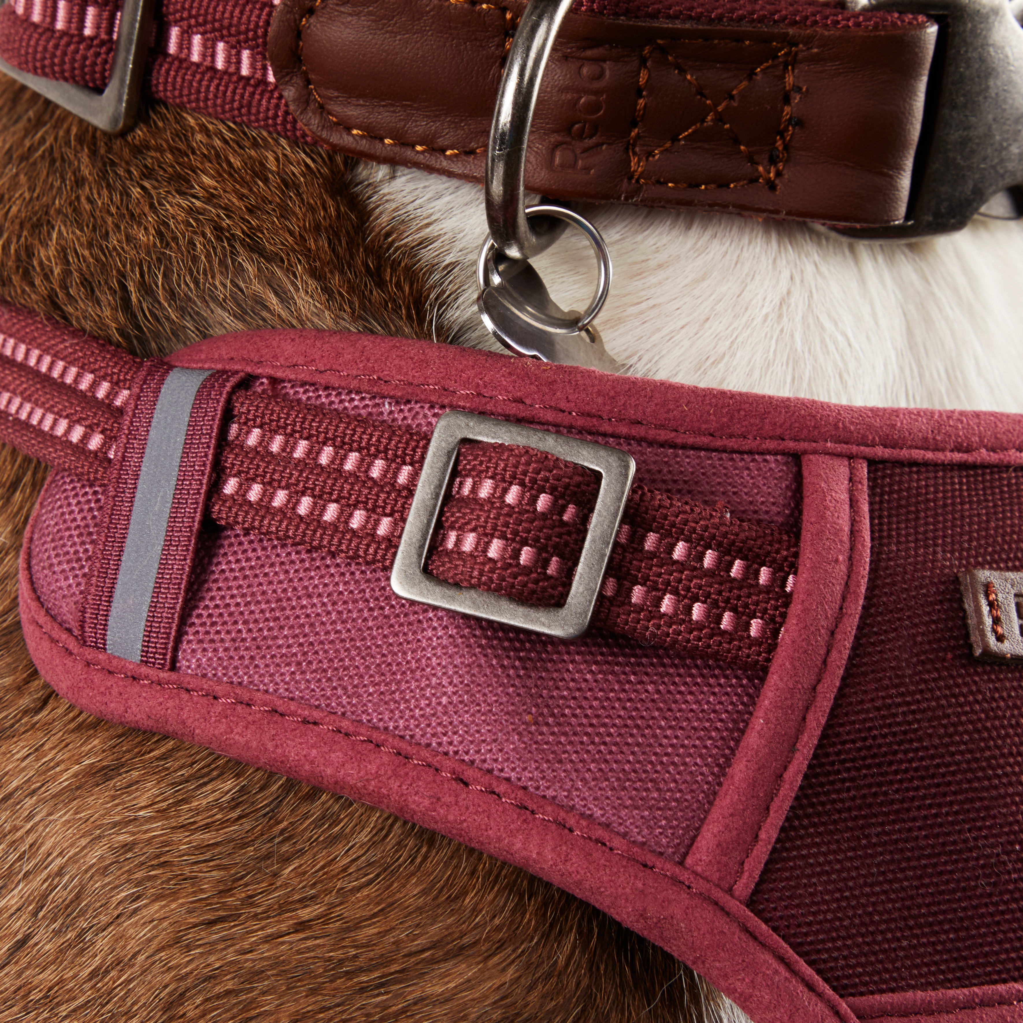 Reddy Burgundy Canvas Dog Harness， Medium