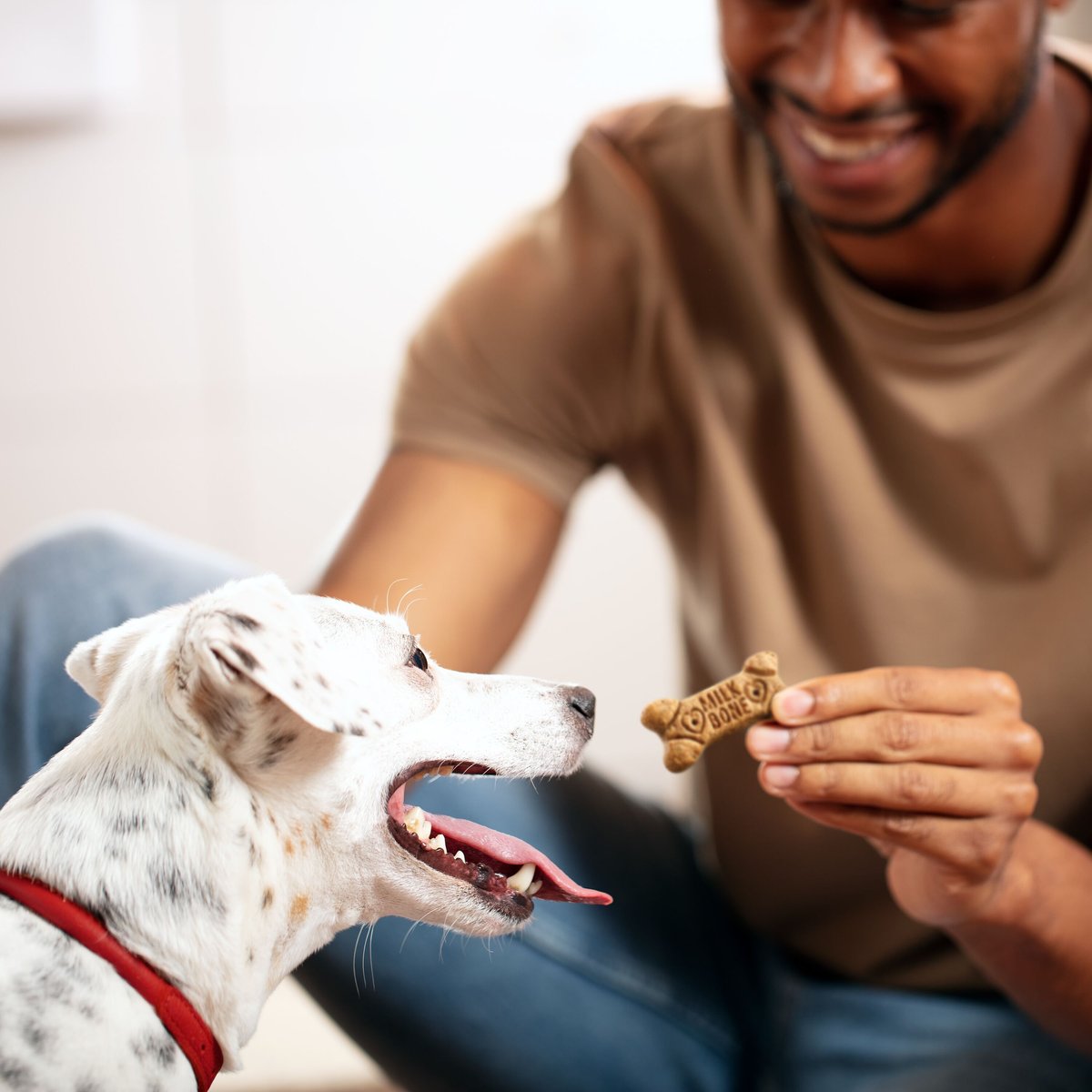 Milk-Bone Flavor Snacks Small Biscuit Dog Treats