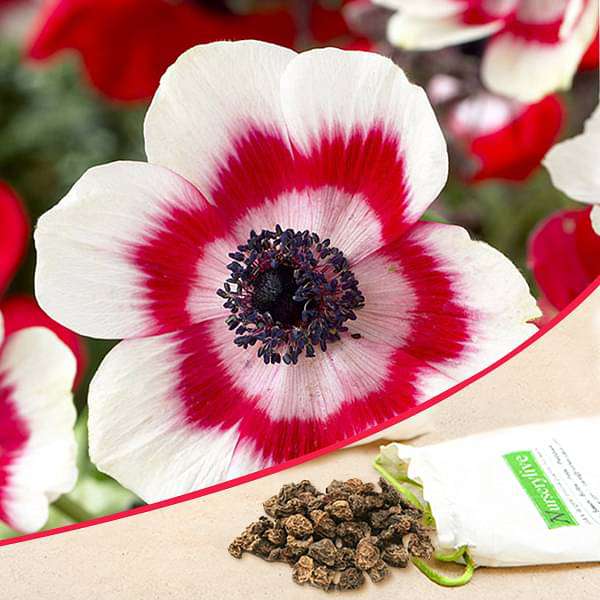 Anemone Bicolor (White, Red) - Bulbs (set of 5)