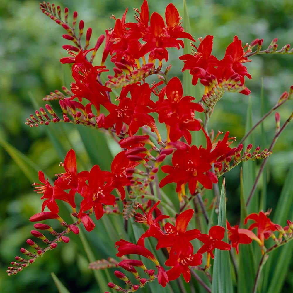 VAN ZYVERDEN Crocosmia Lucifer Bulbs (25-Set) 83536