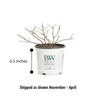 PROVEN WINNERS 1 Gal. Double Play Candy Corn Spirea (Spiraea) Live Shrub Purple Flowers and Orange Red and Yellow Foliage SPIPRC1096101