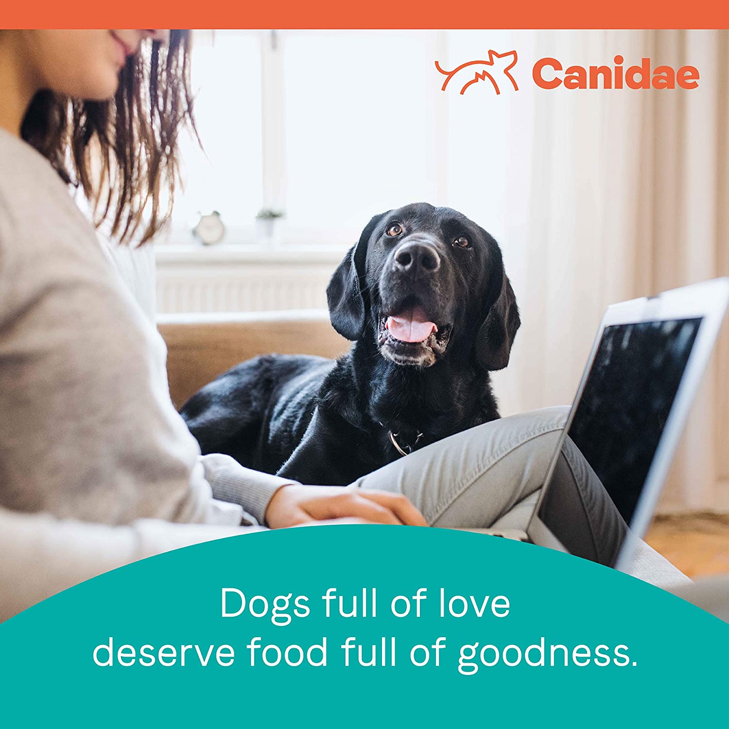 Canidae PURE Limited Ingredient Premium Adult Dry Dog Food， Salmon and Sweet Potato Recipe， 24 Pounds， Grain Free