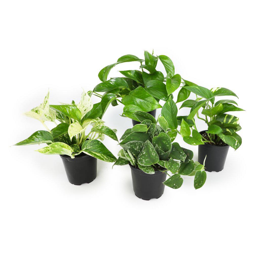 ALTMAN PLANTS 4.25 in. Pothos Asst (4-Pack) 0872700