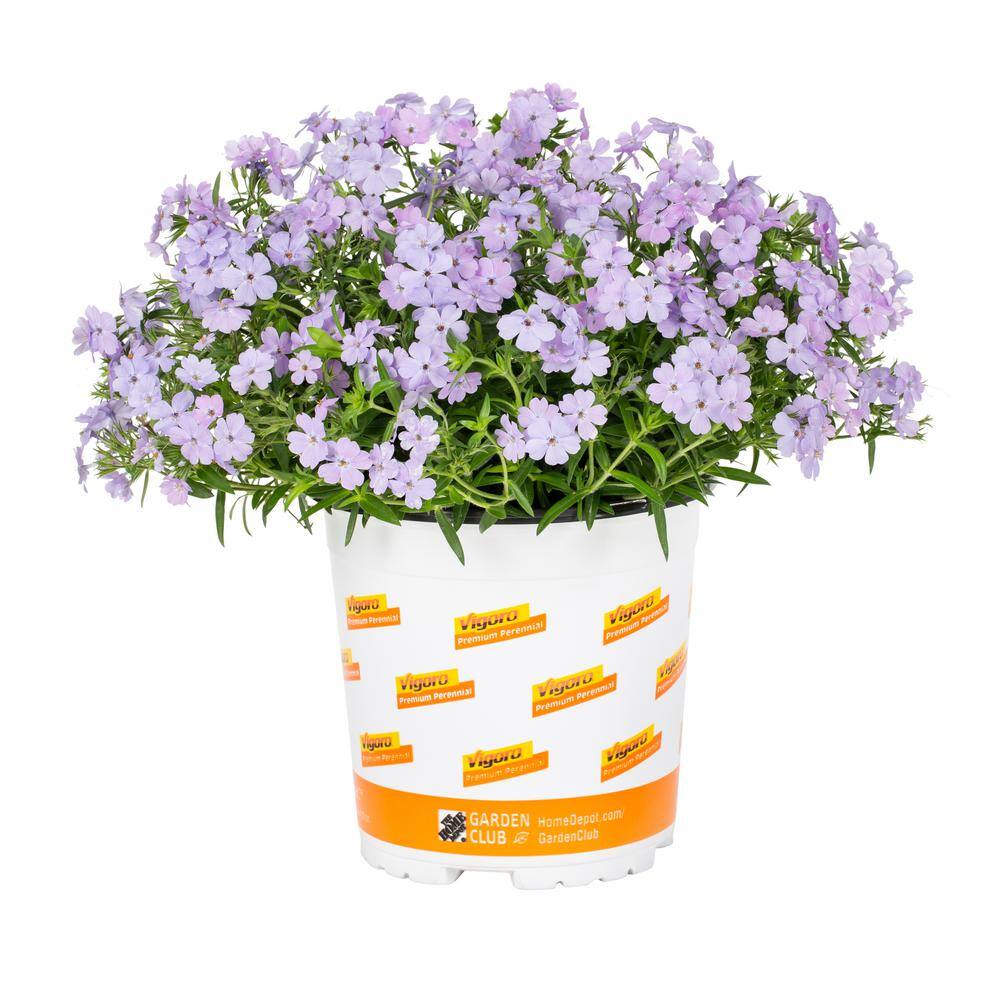 Vigoro 2.5 Qt. Purple Papparazzi Jagger Phlox Perennial Plant 69465