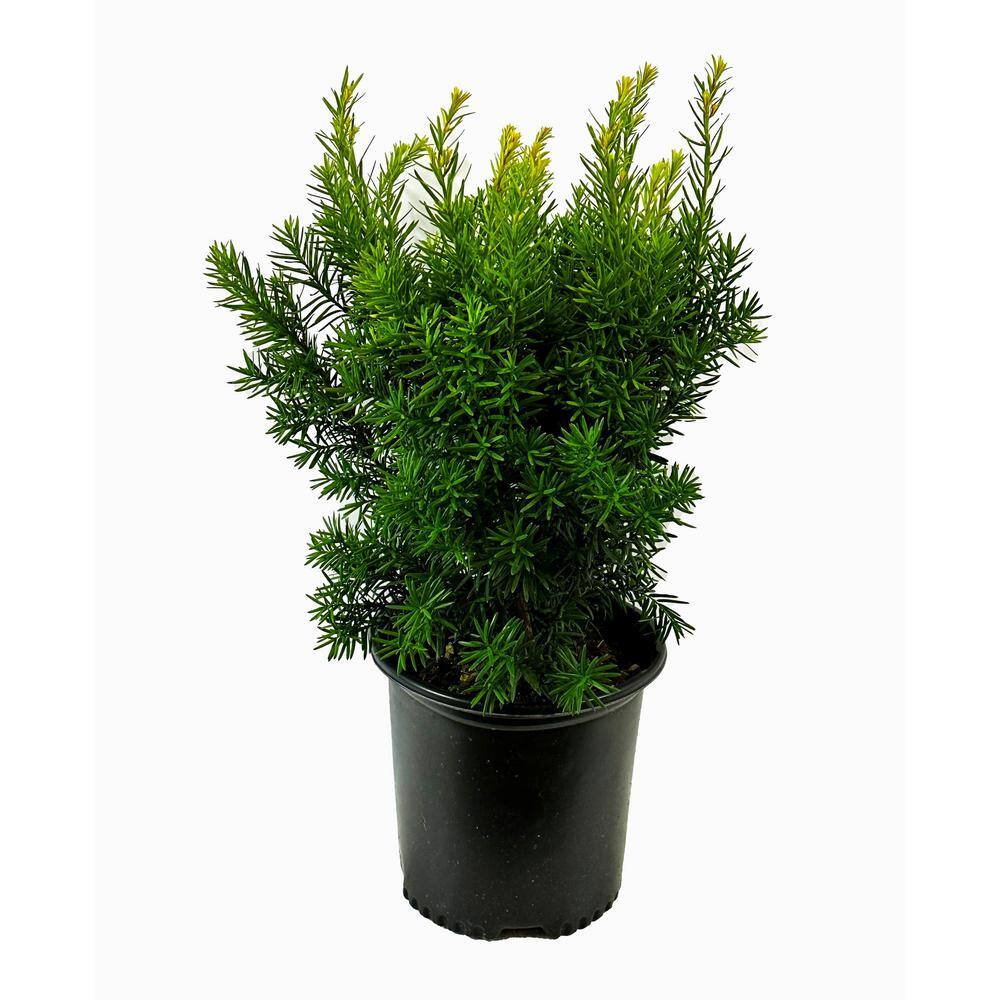 1.5 Gal. Dense Spreading Yew (Taxus) Live Shrub O877402