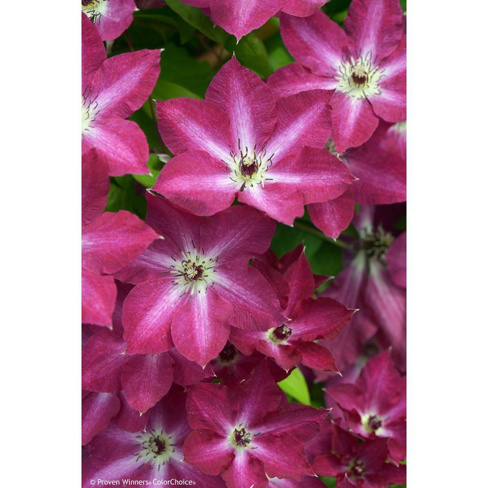 PROVEN WINNERS 4.5 in. qt. Viva Polonia (Clematis) Live Shrub Bush Red Flowers with a White Star CLMPRC1077800